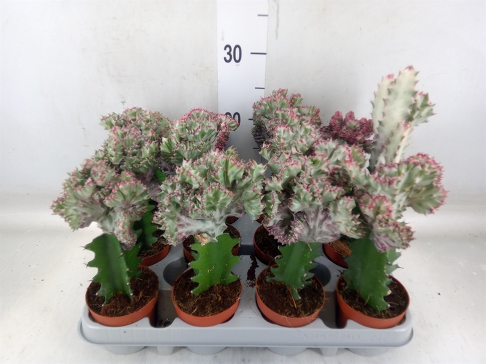 <h4>Euphorbia lactea</h4>