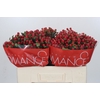 Hypericum True Romance