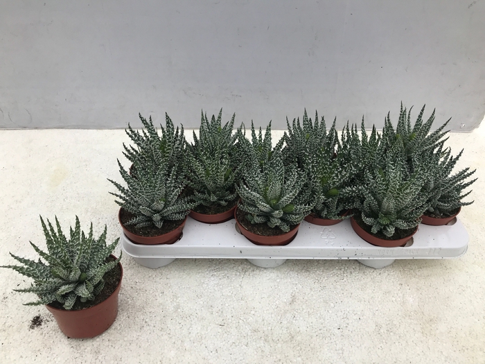 <h4>ALOE HUMILIS</h4>