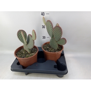 Opuntia microdasys