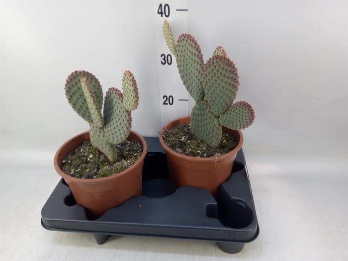<h4>Opuntia microdasys</h4>