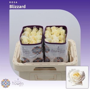 Rosa gr Blizzard@