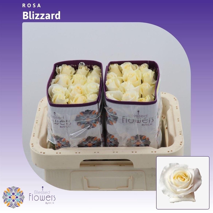 <h4>Rosa gr Blizzard@</h4>