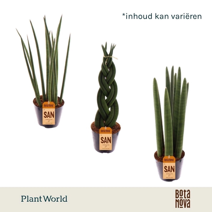 <h4>Sansevieria Cylindrica</h4>
