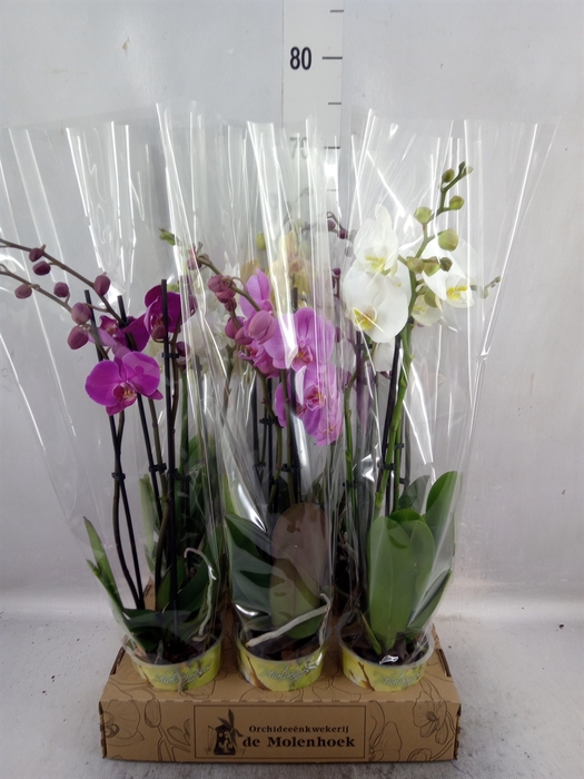 <h4>Phalaenopsis   ...mix  4</h4>