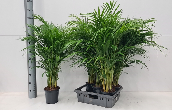 <h4>DYPSIS LUTESCENS</h4>