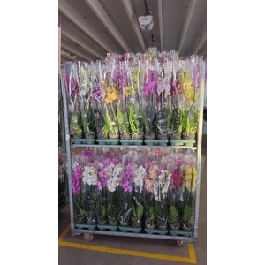 Phalaenopsis   ...mix