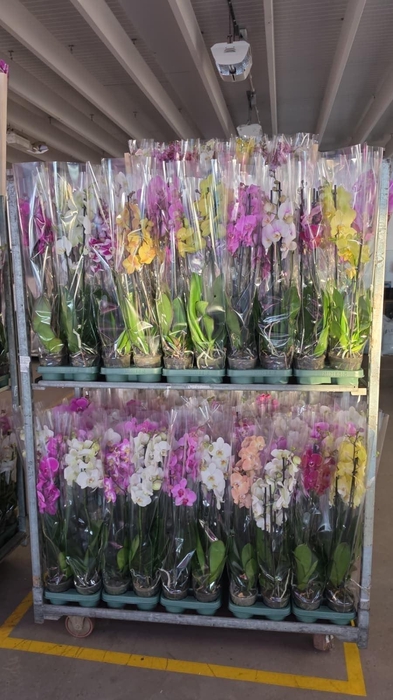 <h4>Phalaenopsis   ...mix</h4>