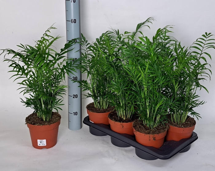 <h4>CHAMAED ELEGANS</h4>