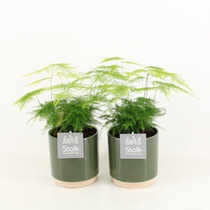 Asparagus in Julia keramiek