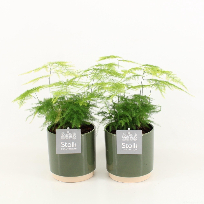 <h4>Asparagus in Julia keramiek</h4>