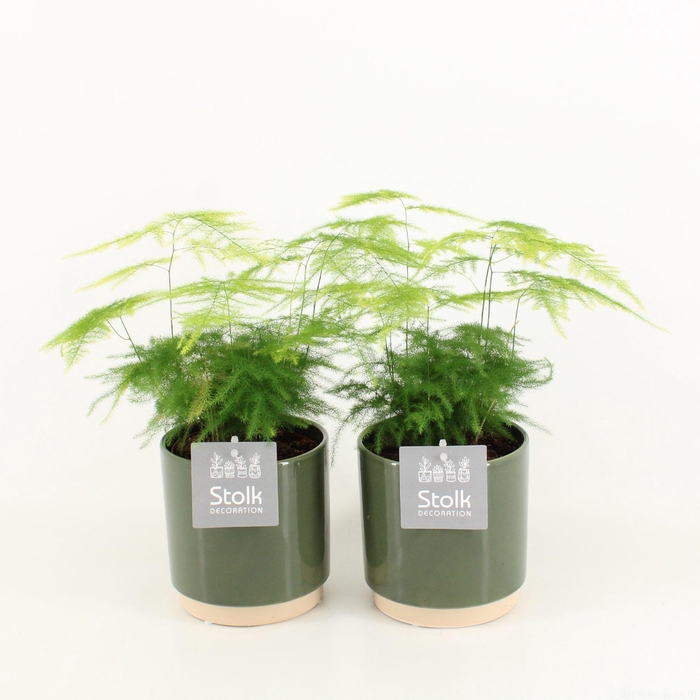<h4>Asparagus in Julia keramiek</h4>