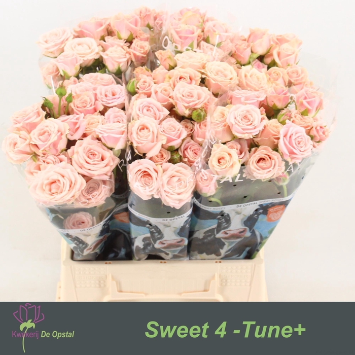 <h4>R Tr Sweet 4-tune+</h4>