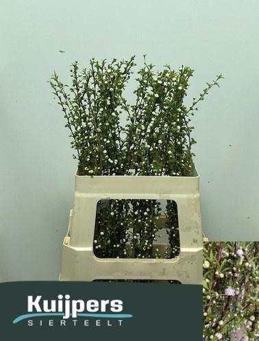 <h4>Prunus Gland Wit St</h4>