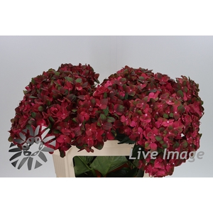 Hydrangea mag chocolate