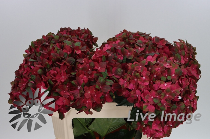 <h4>Hydrangea mag chocolate</h4>