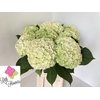 Hydrangea royal higness (classic)