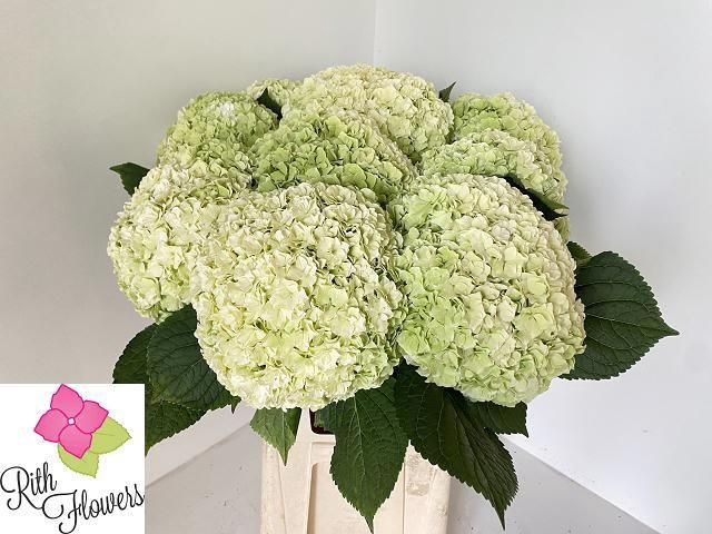 Hydrangea royal higness (classic)