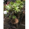 Aeonium Decor.