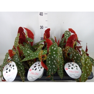 Begonia maculata