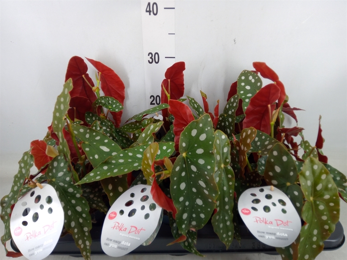 <h4>Begonia maculata</h4>