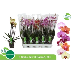 PHAL GEM 8 KL