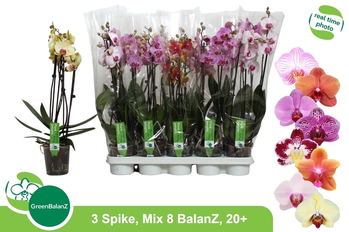 <h4>PHAL GEM 8 KL</h4>