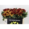Dahlia Creme de Cognac