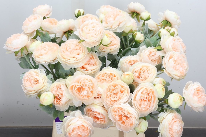 <h4>Deco Stem Ranunculus Champagne X5</h4>