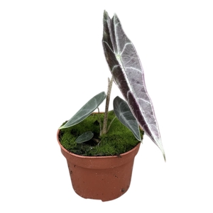 Alocasia