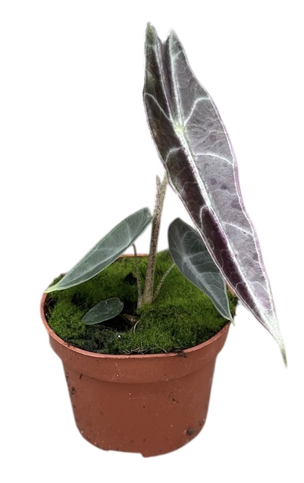 <h4>Alocasia</h4>