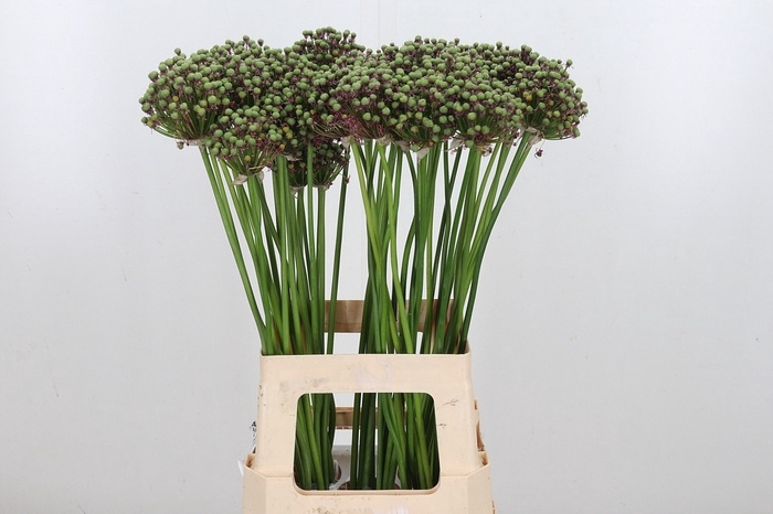 <h4>ALLIUM GLADIATOR ZAADDOOS</h4>