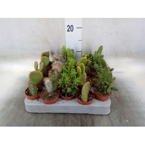 Opuntia