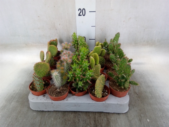 <h4>Opuntia</h4>