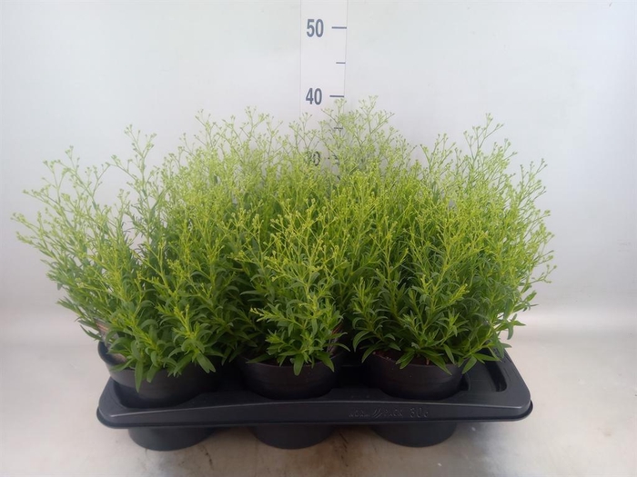 <h4>Gypsophila panic. 'Summer Sparkles'</h4>