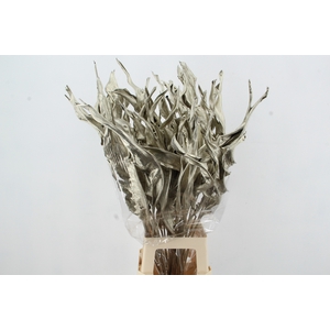 DF Strelitzia Leaf Platinum