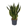 Sansevieria Futura Superba