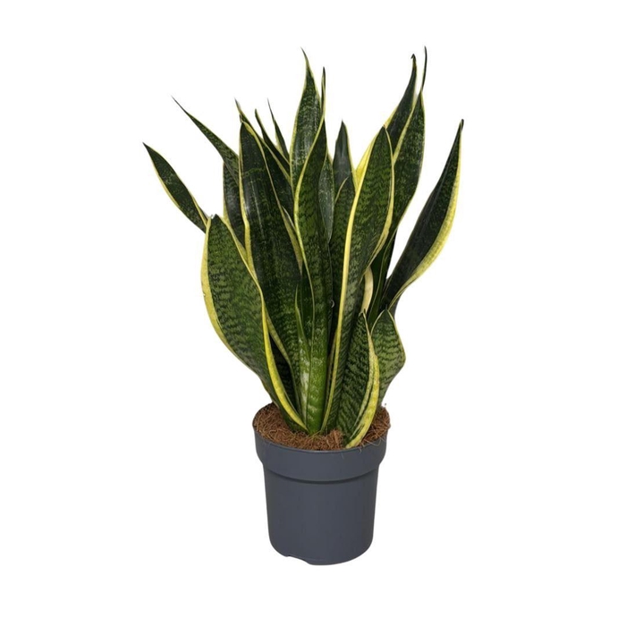 <h4>Sansevieria trif. Futura Superba</h4>