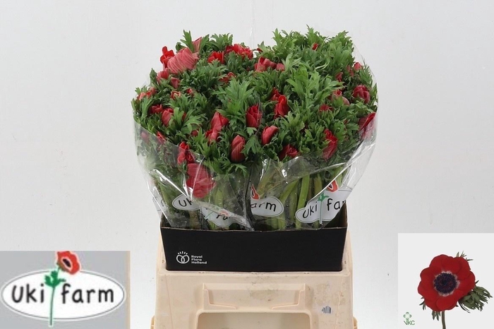 <h4>Anem Co Galil Rood</h4>