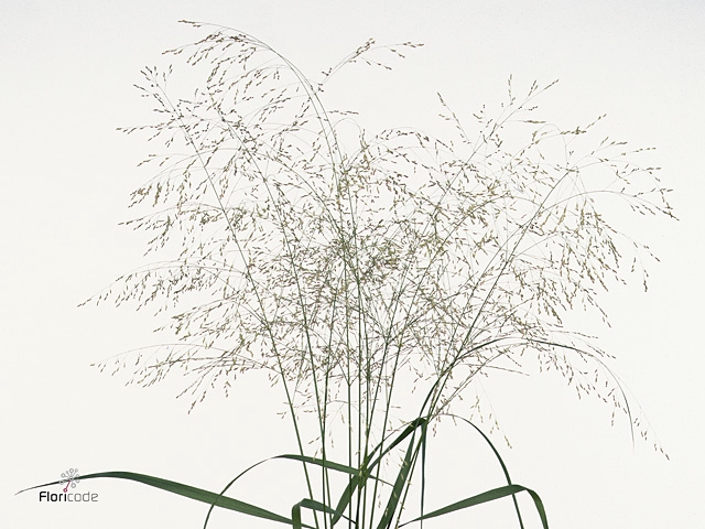 Panicum Vi. Squaw