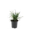 Liriope muscari