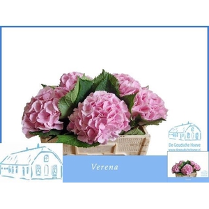 HYDR M CH VERENA