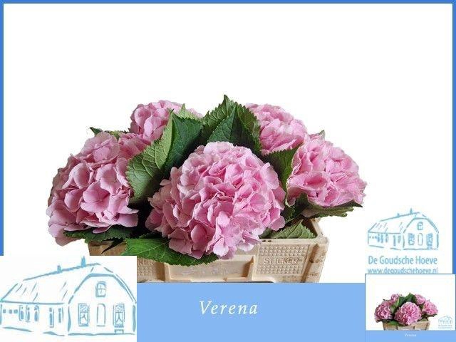 <h4>HYDR M CH VERENA</h4>