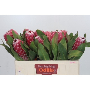 Protea Empress