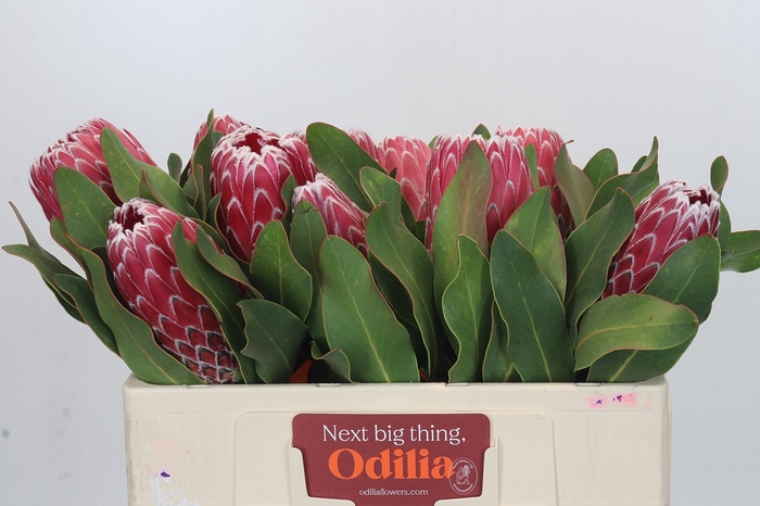 Protea Empress