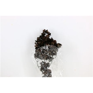 Dried Bougainvillea 55cm Black Bunch X5