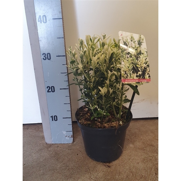 <h4>Euonymus japonicus 'Annies Spring'</h4>