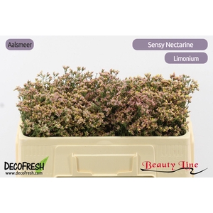 LIM SIN SEN NECTARIN