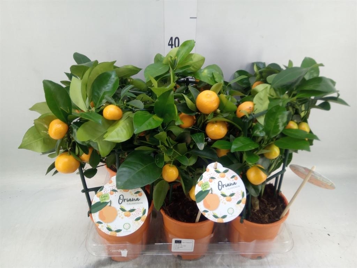 Citrofortunella mic.