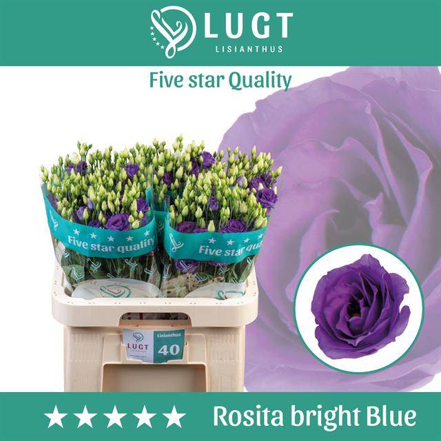 <h4>Lisianthus do rosita bright blue</h4>